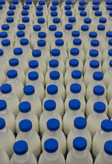 Сontainer with a large number of bottles with milk and a blue cap