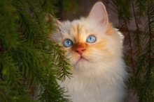 Birman Cat With Blue Eyes Hiding Under A Fir Tree
