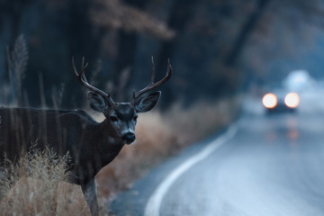 Male mule deer attempting to cross the road in Yosemite Valley in early morning