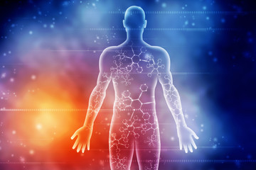2d illustration human male muscle body