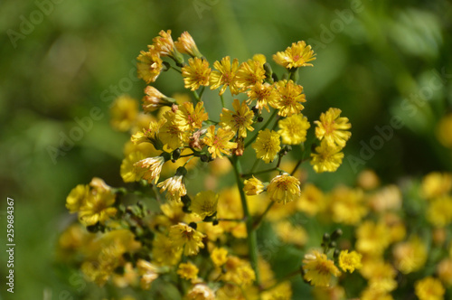 春の野原で タンポポに似た黄色い小さな花をいっぱい咲かせている野草 Stock Photo Adobe Stock