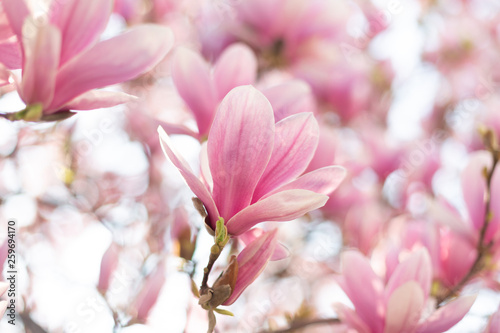 Plakat Magnolia  zamknij-sie-pastelowy-kwiat-magnolii-tlo-natura-wiosna