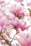 Fototapeta Kwiaty - Beautiful flowering magnolia tree. Springtime outdoor scene.