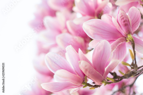 Naklejki magnolia  kwitnaca-galaz-drzewa-magnolii-w-okresie-wiosennym-sciesniac