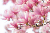 Fototapeta Kwiaty - Magnolia flowers spring blossom background