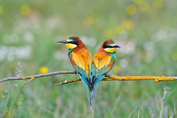 Couple of bee-eaters on leafless branch