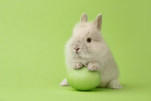 Easter Bunny With Egg On Green Background