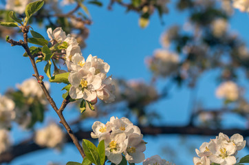 Fotomurales - Spring blossoms of blooming apple tree in springtime.