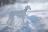 Fototapeta Konie - Snow dog