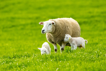 Wall Mural - texel ewe with newborn twin lambs in lush green meadow in spring time. leyburn, yorkshire, england. 