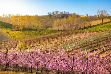 Wall Mural - Emilia Romagna Countryside with peach trees during spring. Levizzano Rangone, Modena, Emilia Romagna, Italy