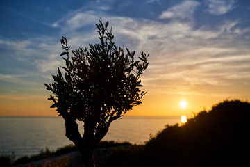  Puesta de sol en mar con árbol