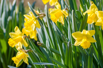 Fotomurales - Yellow Narcissus - daffodil on a green background