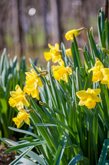 Fotomurales - Yellow Narcissus - daffodil on a green background