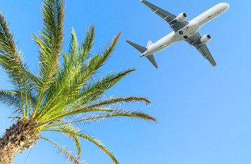 Wall Mural - airplane flying over tropical palm tree on sky background