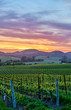 Leinwandbild Motiv Vineyards at sunset in California, USA