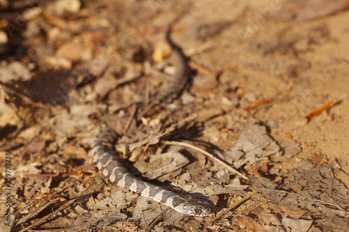 A Dead Baby Copperhead Snake On A Hiking Trail In North Carolina Stock Photo Adobe Stock A Dead Baby Copperhead Snake On A Hiking Trail In North Carolina Stock Photo Adobe Stock