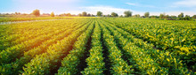 Potato Plantations Grow In The Field. Vegetable Rows. Farming, Agriculture. Landscape With Agricultural Land. Crops. Banner