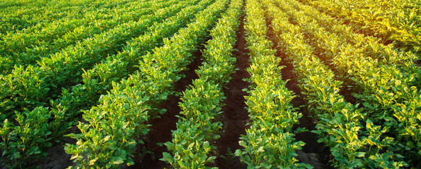 Wall Mural - Potato plantations grow in the field. vegetable rows. farming, agriculture. Landscape with agricultural land. crops. Banner