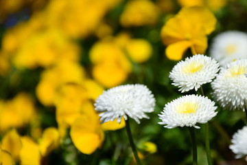 Weiße und gelbe Frühlingsblumen in einer Parkanlage