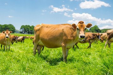 Wall Mural - Jersey cows in a field in South Africa