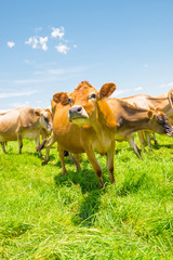 Wall Mural - Jersey cows in a field in South Africa