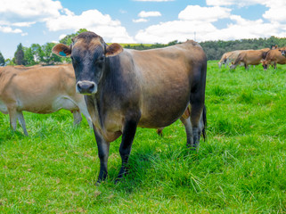 Wall Mural - Jersey bull in a field in South Africa