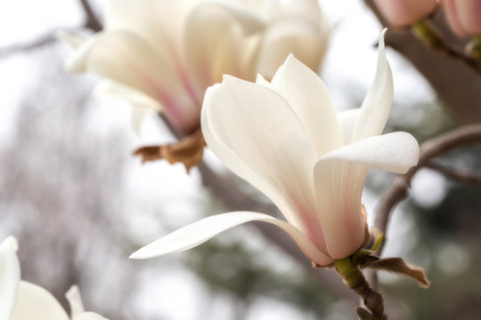 Fototapete - White magnolia flower.