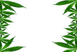 Fototapeta Tęcza -  Marijuana leaves on the left and right sides on a white background