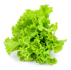 fresh green lettuce leaves isolated on white