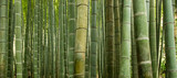 Fototapeta Dziecięca - Bamboo forest, Japan