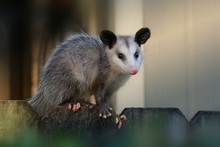 Young North American Opossum (Didelphis Virginiana) Sits On A Fence Near The House.