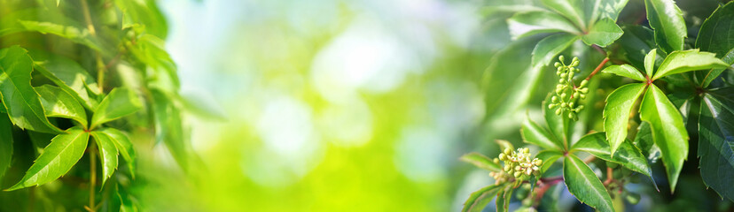 Leinwandbilder - Beautiful natural background border with fresh juicy foliage of wild grapes and defocused bokeh outdoors in nature, panorama, copy space.
