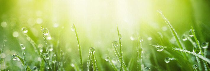 Aufkleber - Juicy lush green grass on meadow with drops of water dew in morning light in spring summer outdoors close-up macro, panorama. Beautiful artistic image of purity and freshness of nature, copy space.