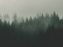 Nature Background With Moody Vintage Forest