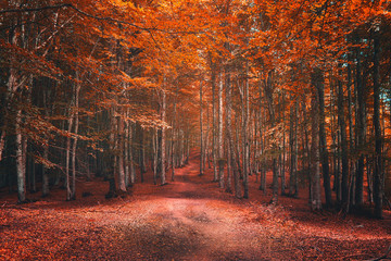 Wall Mural - beautiful beech forest in autumn