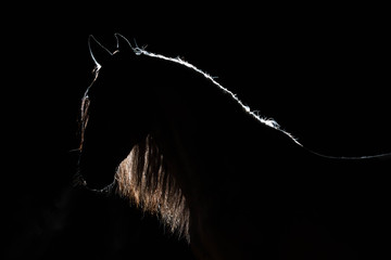 Portrait of the Spanish stallion with the dismissed mane. Silhouette light contour. Illumination behind. The black isolated background