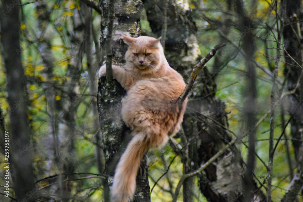 Dziki kot siedzący na drzewie w lesie. Bieszczady, Polska - obrazy, fototapety, plakaty 
