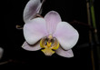 Orchidea 1 