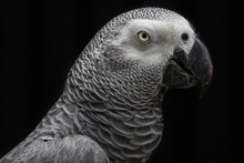 Portrait Of A Parrot