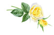 Watercolor bouquet of yellow roses flowers, buds, leaves. Floral logo. Frame for cards.