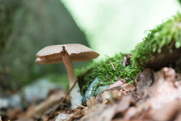 Mushroom in the woods