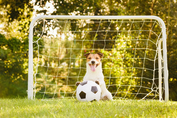 Dog sitting in front of football (soccer) goal with paws on generic football ball