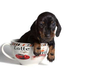 Cute Dachshund puppy sitting in a big Cup. Coffee inscription.