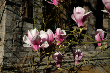 Wall Mural - Magnolienblüten