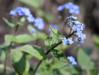 Wall Mural - blossom of woodland forget-me-notflower from close-up