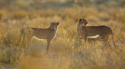 a pair of cheetahs (acinonyx jubatus) in natural habitat, kalahari desert, south africa.