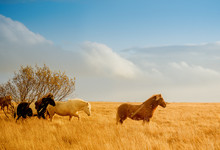 Wild Horses In Golden Field 