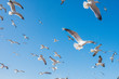 © Iombi Garcia/ADDICTIVE STOCK - From below flock of white sea gulls flying in cloudless blue sky in Essaouira, Morocco