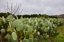 Growing Green Prickly Pear Cactuses In Countryside 